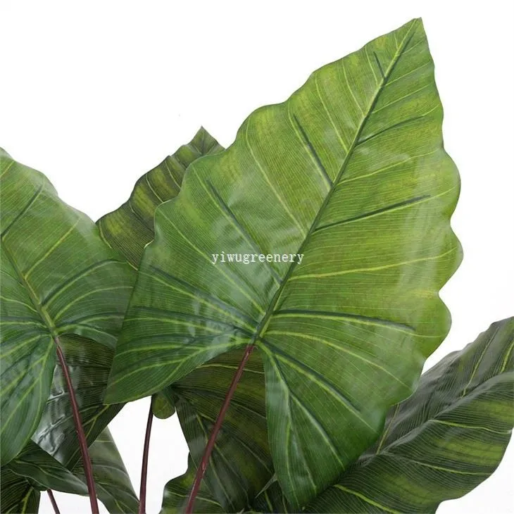 green taro leaves